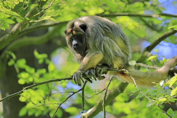 Black howler (Alouatta caraya), adult, female, on tree, alert, South America