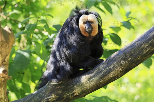 White-headed Saki (Pithecia pithecia), adult, tree, male, vigilant, South America