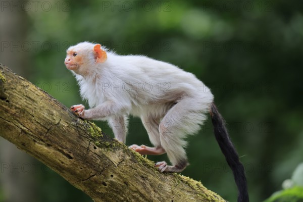 Silver marmoset (Mico argentatus, Syn.: Callithrix argentata), silver marmoset, adult, on tree trunk, running, alert, South America