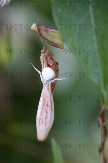 Crab spider, summer, Germany