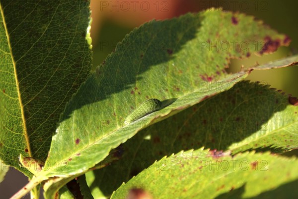 Caterpillar of the sail butterfly, summer, Germany