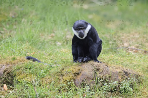 L'Hoest's monkey (Cercopithecus lhoesti), adult, on rocks, vigilant