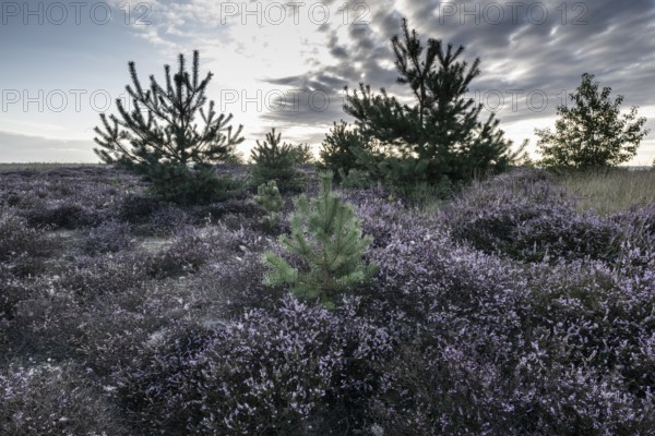 Heath landscape at sunrise, Emsland, Lower Saxony, Germany