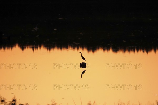 Heron at sunrise in a lake, Saxony, Germany