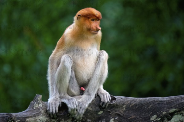 Endemic Proboscis monkey or Long-nosed monkey (Nasalis larvatus), sitting on a branch in the forest, Borneo, Malaisia