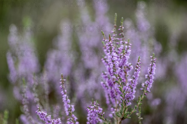 Heather (Calluna vulgaris), Emsland, Lower Saxony, Germany