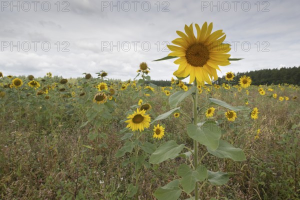 Sunflowers (Helianthus annuus), Emsland, Lower Saxony, Germany