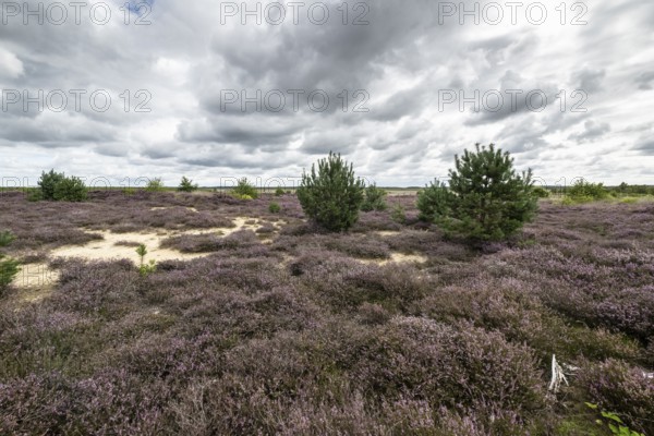 Heathland (Calluna vulgaris), Emsland, Lower Saxony, Germany