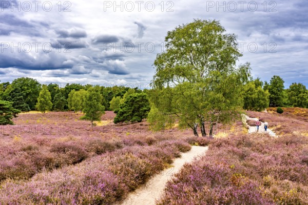 Westruper Heide, in the Hohe Mark Westmünsterland nature park Park, near Haltern am See, heather blossom, North Rhine-Westphalia, Germany