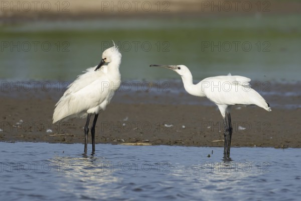 Eurasian spoonbill (Platalea leucorodia) two birds adult bird and juvenile bird begging for food in a shallow lagoon, England, United Kingdom