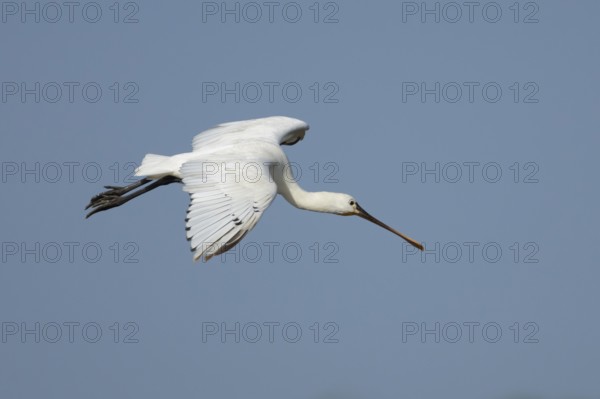 Eurasian spoonbill (Platalea leucorodia) adult bird flying in a blue sky, England, United Kingdom