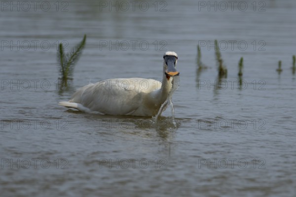 Eurasian spoonbill (Platalea leucorodia) adult bird feeding in a shallow lagoon, England, United Kingdom