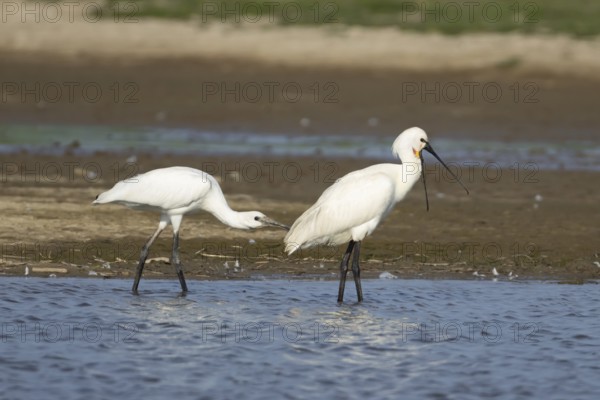 Eurasian spoonbill (Platalea leucorodia) two birds adult bird and juvenile bird in a shallow lagoon, England, United Kingdom