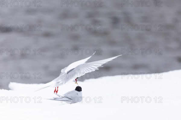 Arctic Arctic Tern (Sterna paradisaea), pair feeding, bridal gift, snow, Terns (Sterninae), Muchinsonfjord, Spitsbergen, Svalbard
