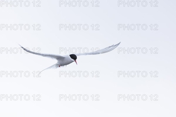 Arctic Arctic Tern (Sterna paradisaea) in a shaking flight to catch fish, Terns (Sterninae), Muchinsonfjord, Spitsbergen, Svalbard