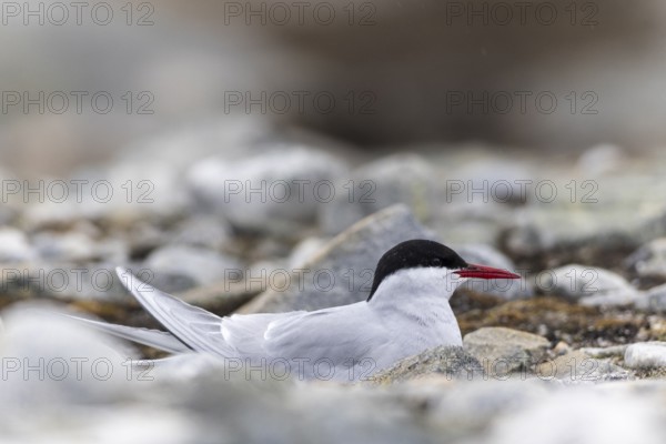 Arctic Arctic Tern (Sterna paradisaea) breeds in the gravel bed, Terns (Sterninae), Gravnesodden, Spitsbergen, Svalbard