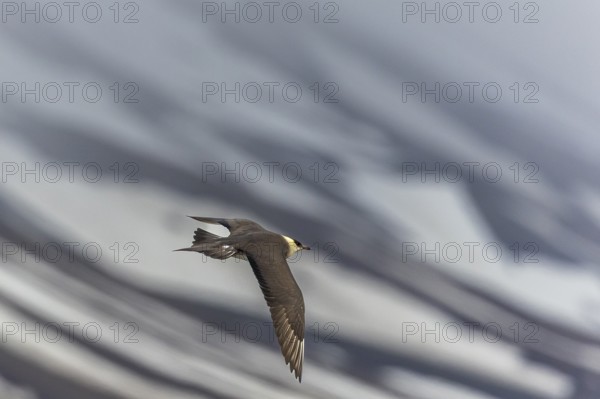 Long-tailed Skua (Stercorarius longicaudus) in flight, Aventdalen, Longyearbyen, Spitsbergen, Svalbard