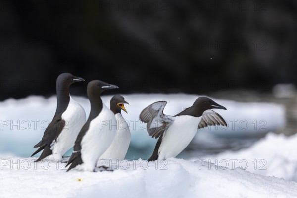 Thick-billed guillemot (Uria lomvia) on an ice floe, alcids (Alcidae), Alkefjellet, Spitsbergen, Svalbard