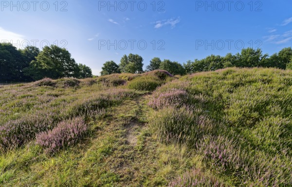 Ripple-crowned dune area in the Schleswig-Holstein municipality of Jörl. The nature reserve Düne am Rimmelsberg is an FFH area, overgrown with heather and juniper. Rimmelsberg, Jörl, Schleswig-Holstein, Germany