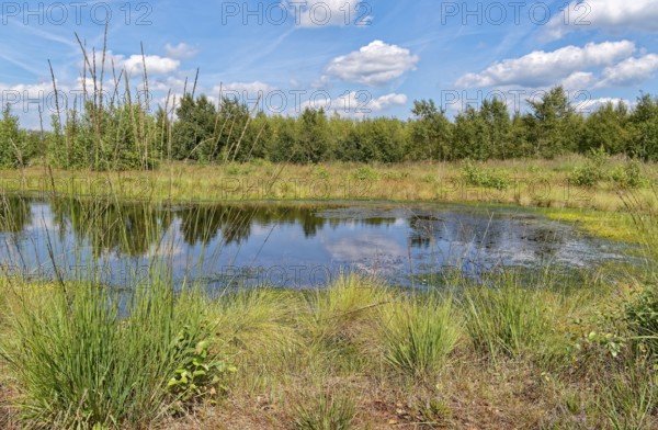 Water surface and marsh grass in Himmelmoor. Himmelmoor, the largest raised bog in Schleswig-Holstein, has been largely renaturalised and rewetted and is part of the European Natura 2000 protected area. Quickborn, Pinneberg district, Schleswig-Holstein, Germany