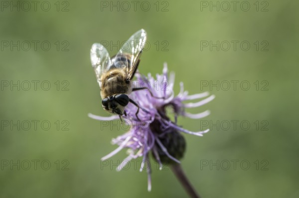Golden hoverfly (Ferdinandea cuprea), Emsland, Lower Saxony, Germany