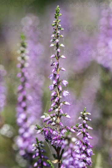 Heather (Calluna vulgaris), Emsland, Lower Saxony, Germany