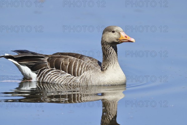 Greylag goose (Anser anser) swimming on the water, Chiemsee, Bavaria, Germany