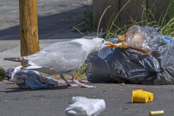 Bird nuisance by herring gull tearing up rubbish bag and feeding on trash, household refuse and garbage leaving a mess on street in coastal town