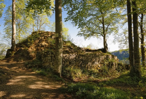 Ruin of Alter Lichtenstein near Lichtenstein Castle, eaves of the Swabian Alb, trees, deciduous forest, Honau, municipality of Lichtenstein, Baden-Württemberg, Germany