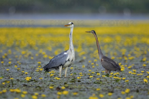 Grey heron (Ardea cinerea) and purple heron (Ardea purpurea) amidst flowering sea pots (Nymphoides peltata) Hungary