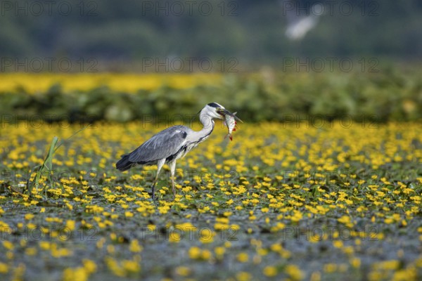 Grey heron (Ardea cinerea) amidst flowering sea pots (Nymphoides peltata) Hungary