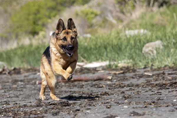 German Shepherd running along the St Lawrence River, Gaspesie Region, Province of Quebec, Canada, North America