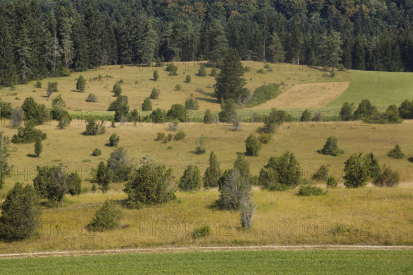 Landscape, nature, trees, meadow, juniper heath, Digelfeld near Hayingen, Swabian Alb, Baden-Württemberg, Germany