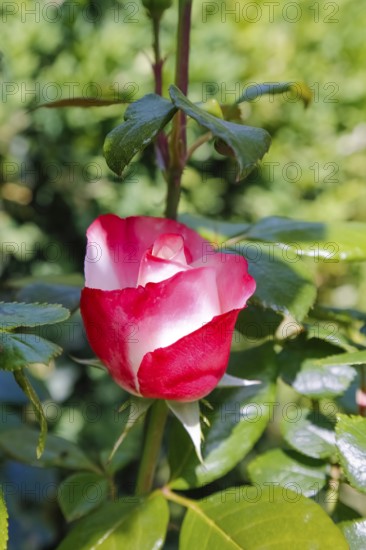 Rose (Rosa), cultivated rose, white and red blossom, green leaves, garden, flowers, plants, Reutlingen, Baden-Württemberg, Germany