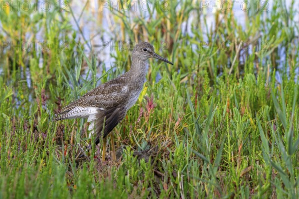 Injured common redshank (Tringa totanus) juvenile with broken wing hidden in glasswort vegetation in coastal saltmarsh, salt marsh in summer