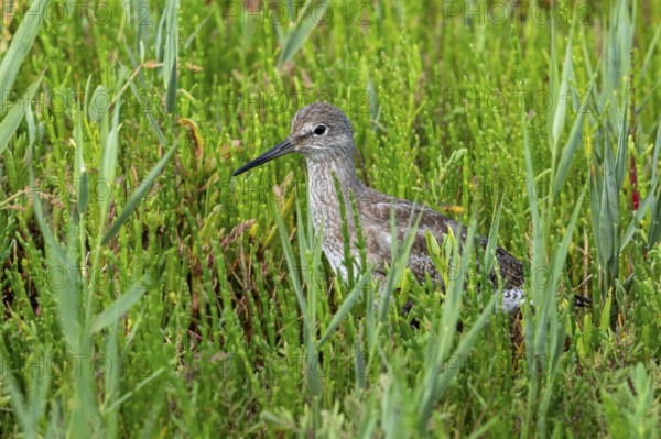 Common redshank (Tringa totanus) juvenile hidden in vegetation with glasswort on the shore of coastal saltmarsh, salt marsh along the coast in summer