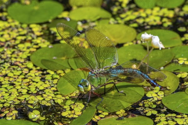 Emperor dragonfly, blue emperor (Anax imperator, Anax formosa) female with blue abdomen laying eggs in water of brook in summer