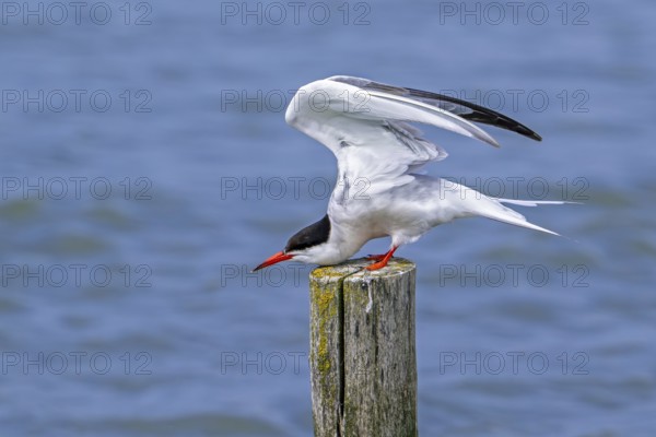 Common tern (Sterna hirundo) adult in breeding plumage perched on wooden pole and stretching wings along the North Sea coast in summer