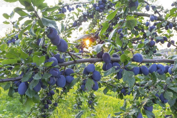 Plum tree in summer with ripe fruit and radiant sun star