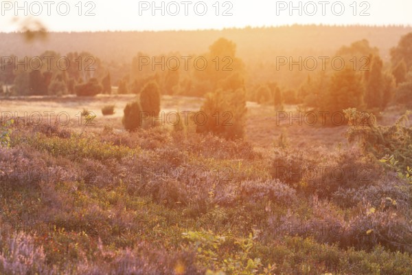 Beautiful sunset over the blooming heath on Wilseder Berg, Lüneburg Heath