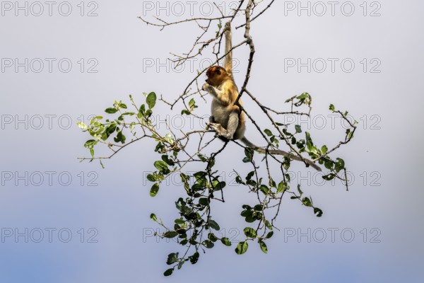 Proboscis monkey (Nasalis larvatus), Kilanas, Bandar Seri Begawan, Brunei-Muara, Brunei