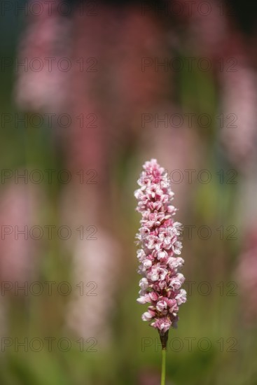 Snail knotweed (Bistorta affinis), Emsland, Lower Saxony, Germany