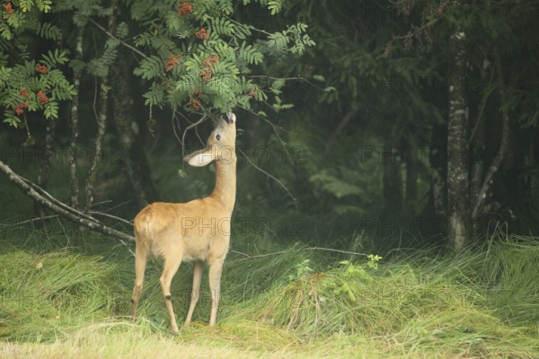 Roe deer (Capreolus capreolus) doe nibbling leaves and red berries of rowan (Sorbus aucuparia) Allgäu, Bavaria, Germany, Allgäu, Bavaria, Germany