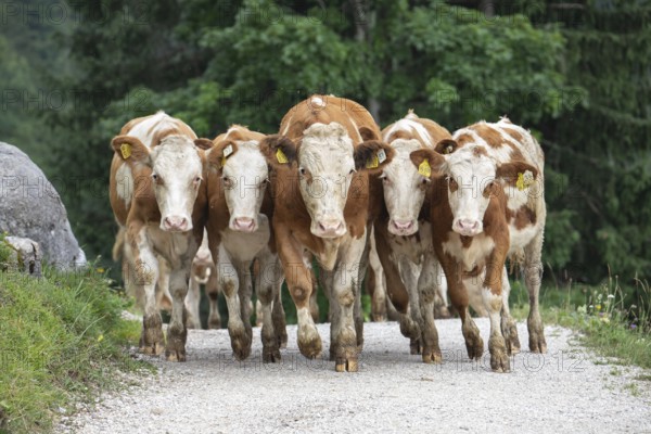 Curious herd of cows on the alpine pasture. Cow march on the hiking trail in the Alps