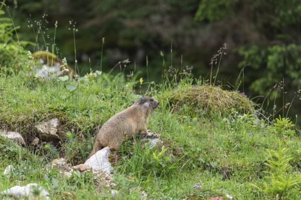 Young marmot on the alpine meadow in front of the burrow on the Königsbachalm near Berchtesgaden