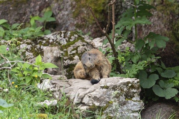 Adult marmot cleaning on the Königsbachalm near Berchtesgaden