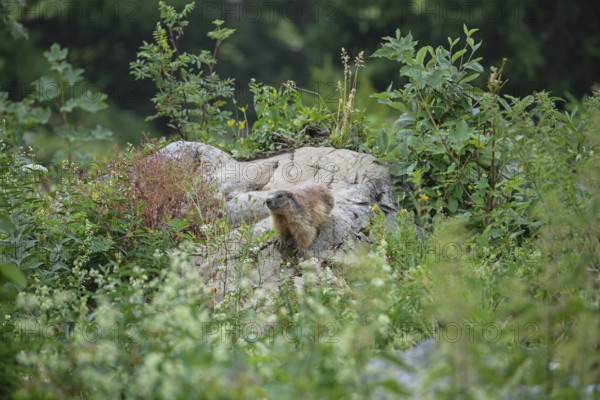Marmot on the alpine meadow in front of the den on the Königsbachalm near Berchtesgaden
