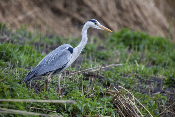 Grey heron (Ardea cinerea) Germany