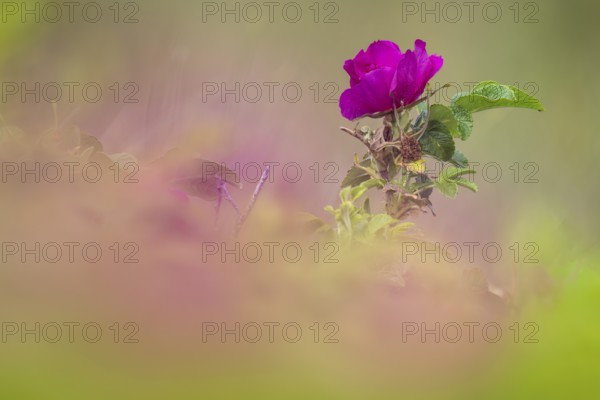 Dog rose (Rosa canina), Ringkøbing Fjord, Denmark