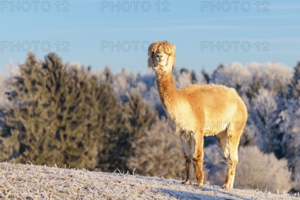 A white alpaca (Vicugna pacos) stands in the early morning light on a frozen meadow in hilly terrain. A forest covered in hoarfrost can be seen in the background. Captive, Germany